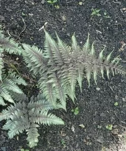 Future Forests More Athyrium Niponicum Pictum Metallicum