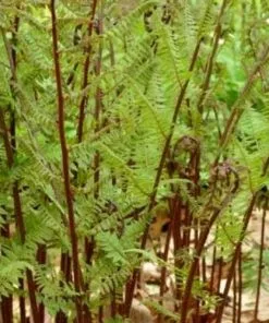 Future Forests More Athyrium Filix-femina Lady In Red