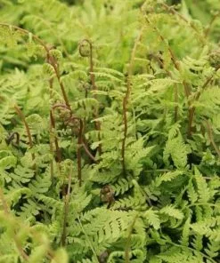Future Forests More Athyrium Filix-femina Lady In Red