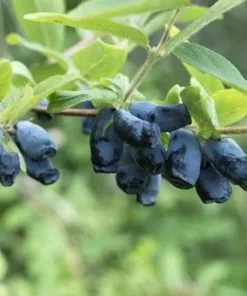 Future Forests Honeyberry - Lonicera Caerulea Atut