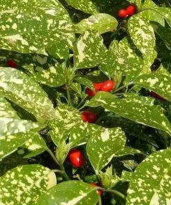 Future Forests Shrubs Aucuba Japonica Crotonifolia