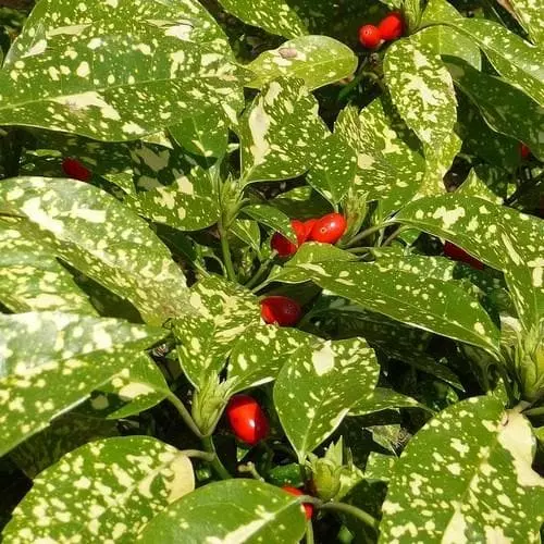 Future Forests Shrubs Aucuba Japonica Crotonifolia 3 Future Forests Shrubs Aucuba Japonica Crotonifolia