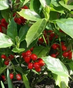 Future Forests Aucuba Japonica Rozannie - Self Fertile Shrubs