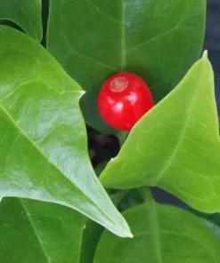 Future Forests Aucuba Japonica Rozannie - Self Fertile Shrubs
