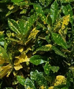 Future Forests Aucuba Japonica Variegata - Female Shrubs