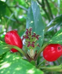 Future Forests Aucuba Japonica Variegata - Female Shrubs