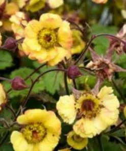 Future Forests Geum Tequila Sunrise