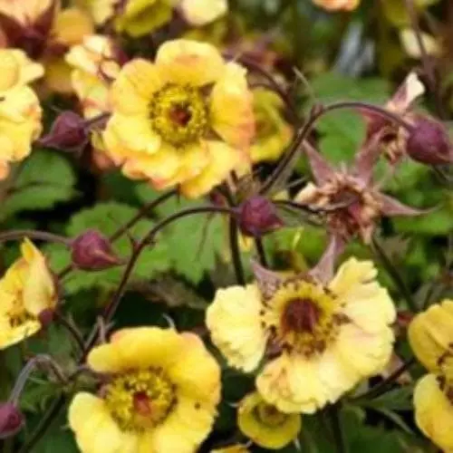 Future Forests Geum Tequila Sunrise 4 Future Forests Geum Tequila Sunrise