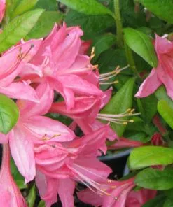 Future Forests Azalea Mollis Jolie Madame Shrubs