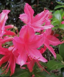 Future Forests Azalea Mollis Jolie Madame Shrubs 8 Future Forests Azalea Mollis Jolie Madame Shrubs