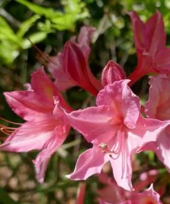 Future Forests Azalea Mollis Jolie Madame Shrubs