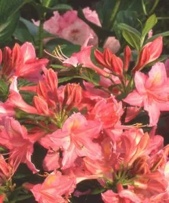 Future Forests Azalea Mollis Jolie Madame Shrubs 9 Future Forests Azalea Mollis Jolie Madame Shrubs