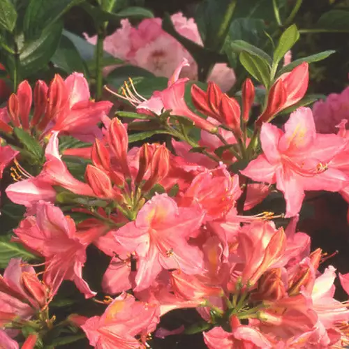 Future Forests Azalea Mollis Jolie Madame Shrubs 6 Future Forests Azalea Mollis Jolie Madame Shrubs