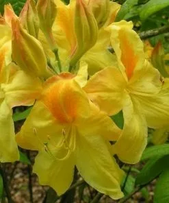 Future Forests Azalea Mollis Harvest Moon