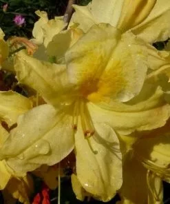 Future Forests Azalea Mollis Harvest Moon