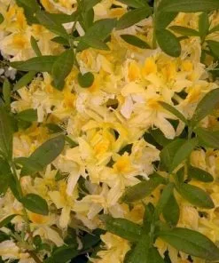 Future Forests Azalea Mollis Harvest Moon 8 Future Forests Azalea Mollis Harvest Moon