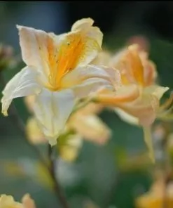 Future Forests Azalea Mollis Harvest Moon 9 Future Forests Azalea Mollis Harvest Moon