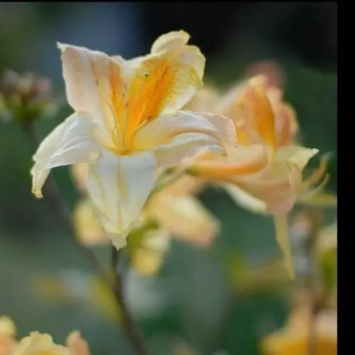 Future Forests Azalea Mollis Harvest Moon 6 Future Forests Azalea Mollis Harvest Moon