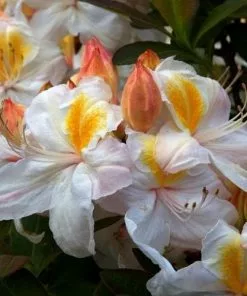 Future Forests Azalea Mollis Silver Slipper Shrubs