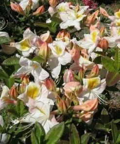 Future Forests Azalea Mollis Silver Slipper Shrubs