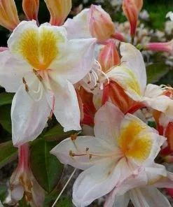 Future Forests Azalea Mollis Silver Slipper Shrubs