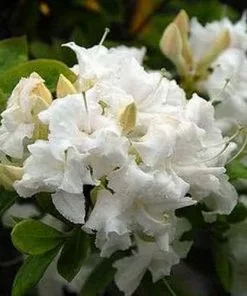 Future Forests Azalea Mollis Whitethroat Shrubs