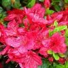 Future Forests Azalea Japonica Mother's Day