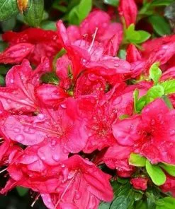 Future Forests Azalea Japonica Mother's Day