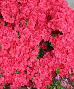 Future Forests Azalea Japonica Mother's Day