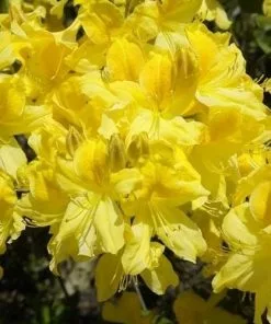 Future Forests Azalea Mollis Anneke Shrubs