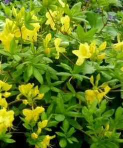 Future Forests Azalea Mollis Anneke Shrubs