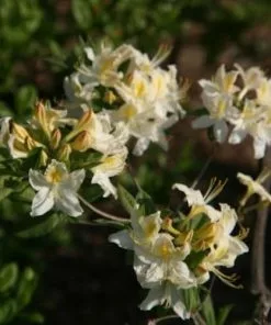 Future Forests Shrubs Azalea Mollis Daviesii