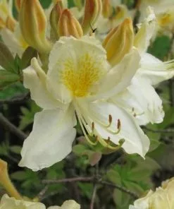 Future Forests Shrubs Azalea Mollis Daviesii