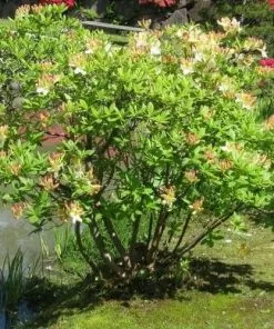 Future Forests Shrubs Azalea Mollis Daviesii