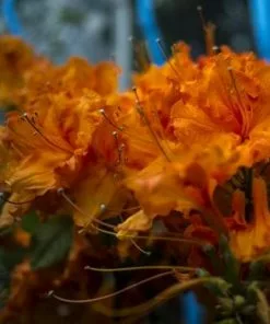 Future Forests Azalea Mollis Gibraltar