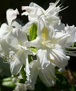 Future Forests Azalea Mollis Persil Shrubs
