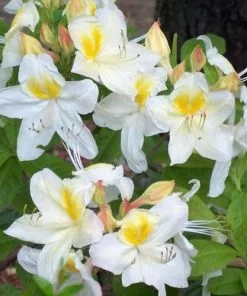 Future Forests Azalea Mollis Persil Shrubs