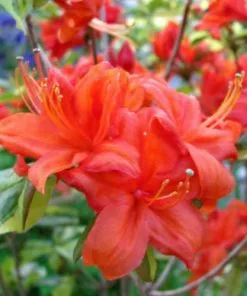 Future Forests Azalea Mollis Fireball Shrubs