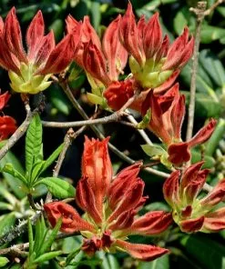 Future Forests Azalea Mollis Fireball Shrubs