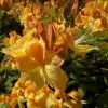 Future Forests Shrubs Azalea Mollis Golden Sunset 1 Future Forests Shrubs Azalea Mollis Golden Sunset