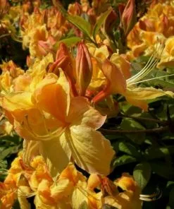 Future Forests Shrubs Azalea Mollis Golden Sunset