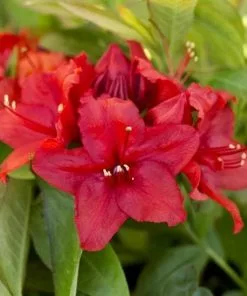 Future Forests Shrubs Azalea Mollis Nabucco