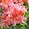 Future Forests Azalea Mollis Pink Delight