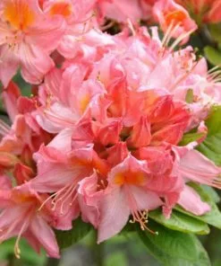 Future Forests Azalea Mollis Pink Delight