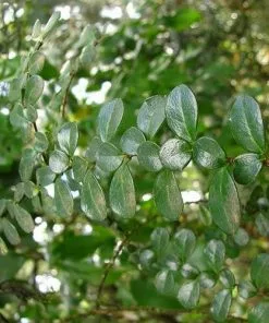 Future Forests Azara Microphylla