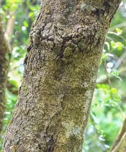 Future Forests Azara Microphylla