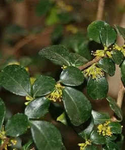 Future Forests Azara Microphylla
