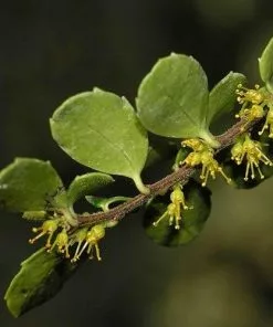Future Forests Azara Microphylla