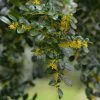 Future Forests Azara Microphylla