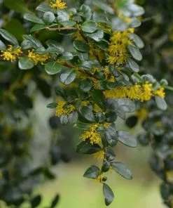 Future Forests Azara Microphylla